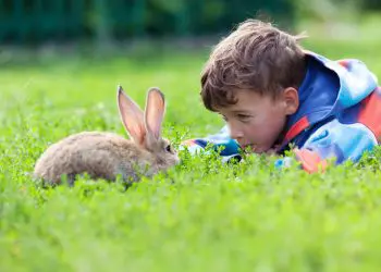 The Perfect First Pets for Children