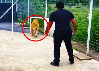 Lioness Sees Caretaker After 7 Years – Pay Attention To Her Reaction
