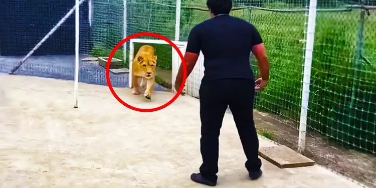 Lioness Sees Caretaker After 7 Years – Pay Attention To Her Reaction