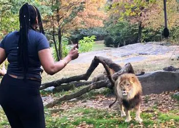 Lion Sees Caretaker After 8 Years – Pay Close Attention To His Reaction!