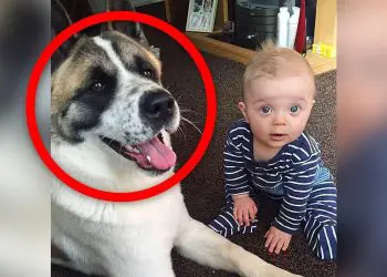 Baby Left Home Alone With Dog – When The Mother Returns, She Can’t Believe What She’s Seeing
