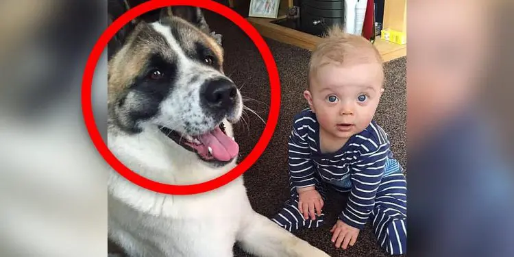 Baby Left Home Alone With Dog – When The Mother Returns, She Can’t Believe What She’s Seeing
