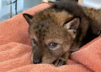 Woman Thought She Had Adopted A Puppy, But What Her Husband Discovers Is Incredible!