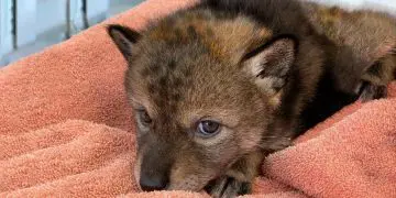 Woman Thought She Had Adopted A Puppy, But What Her Husband Discovers Is Incredible!